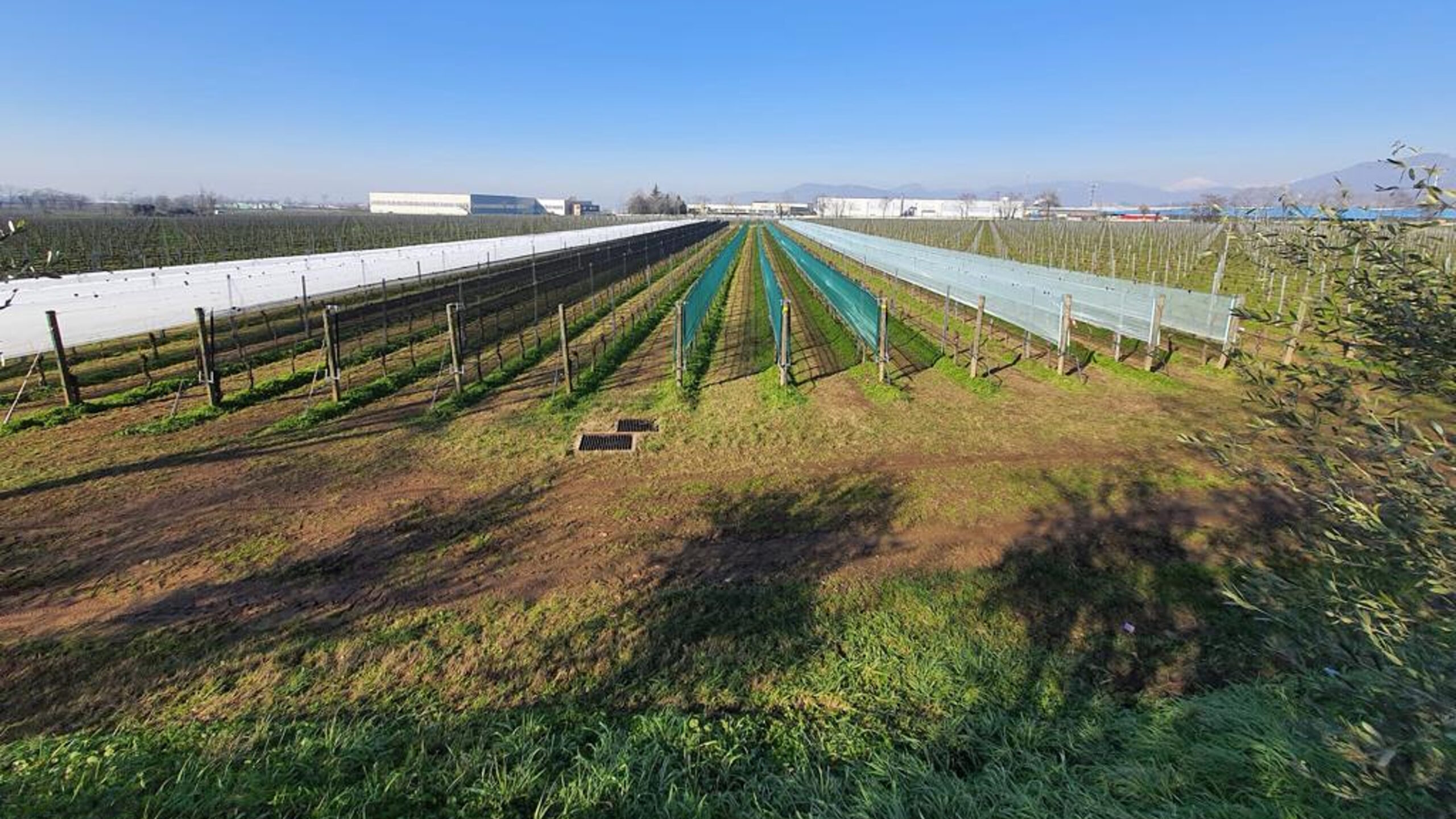 Test_Wine grape_Arrigoni_UniMI|Vigne Plus System_Arrigoni